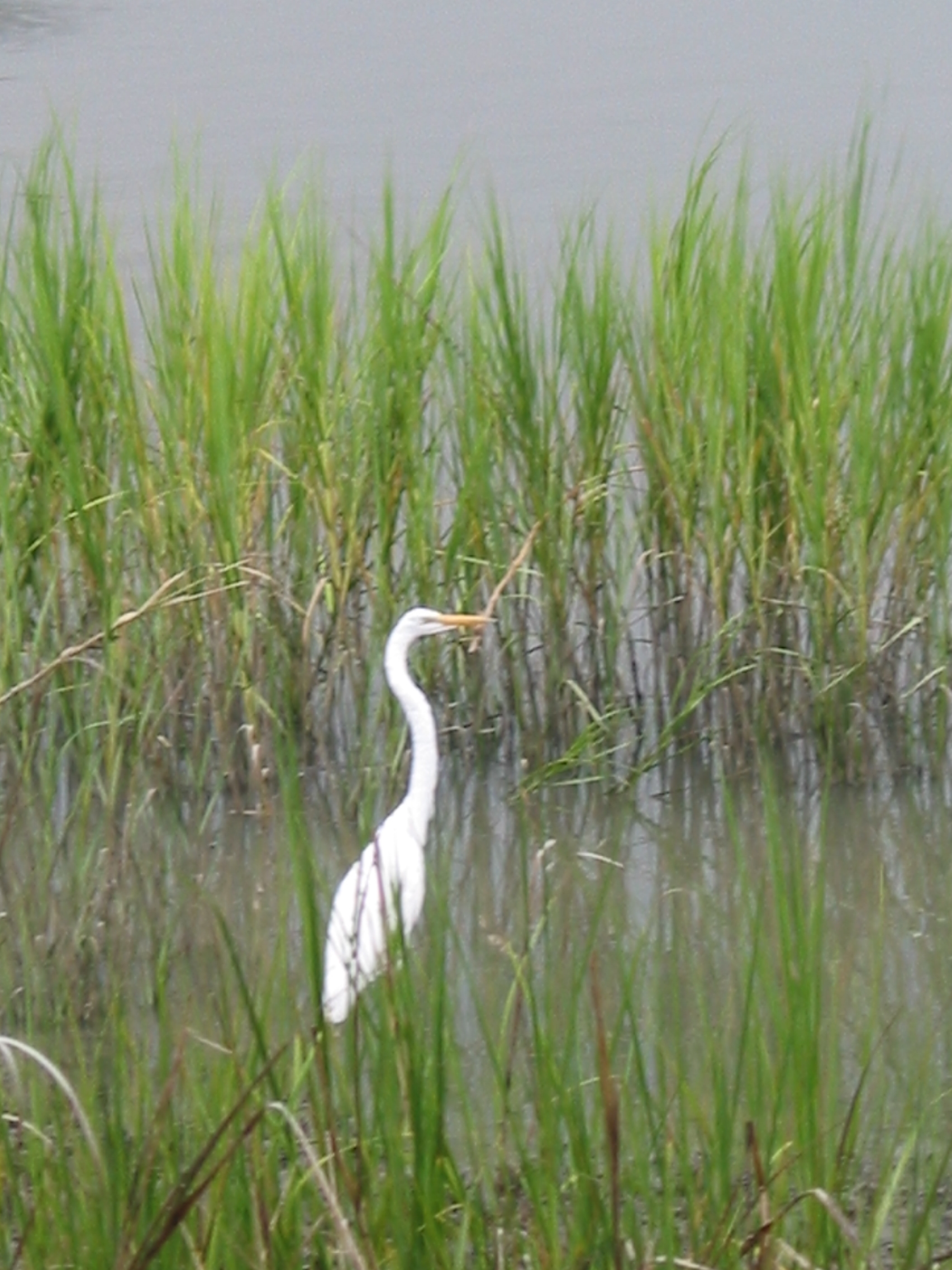 egret in marsh