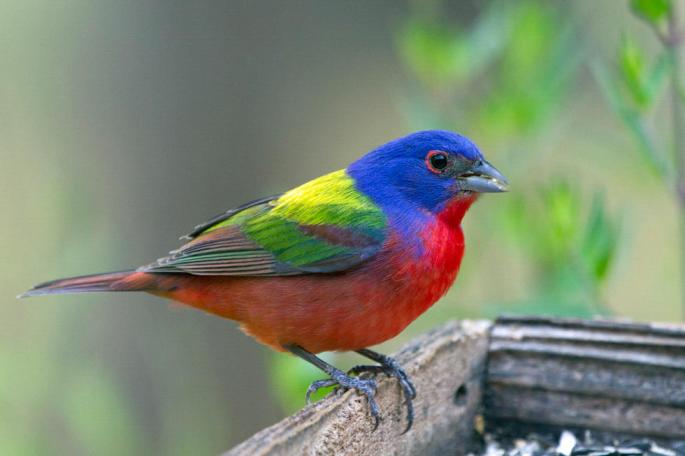painted bunting