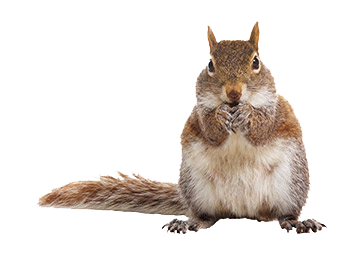chipmunk-clipart-transparent-background-16