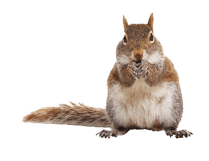 chipmunk-clipart-transparent-background-16