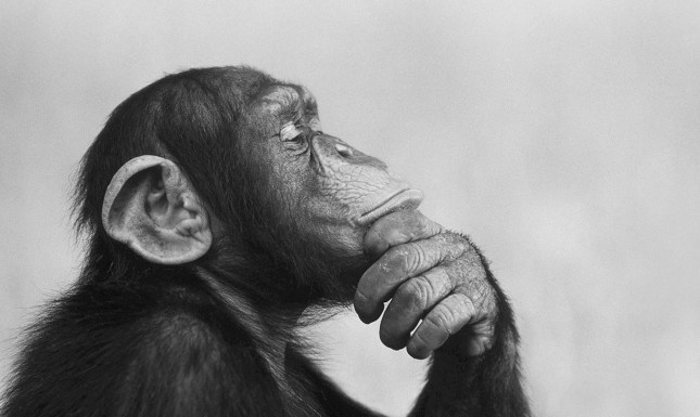 monkey thinking