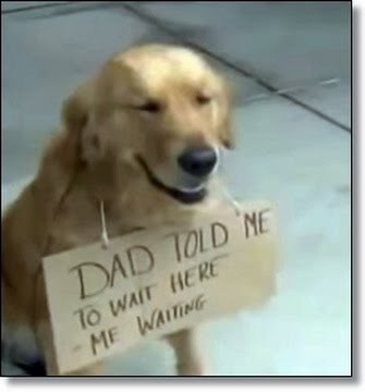 golden-retriever-sits-outside-st
