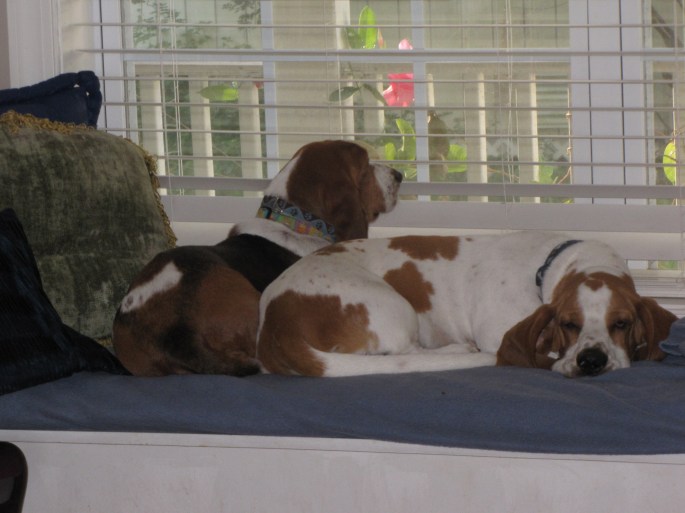 crash and tillie (2)