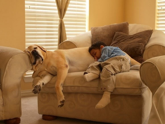 very-funny-dog-and-kid-sleeping-together-picture