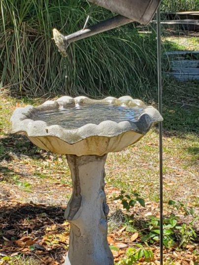 bird bath