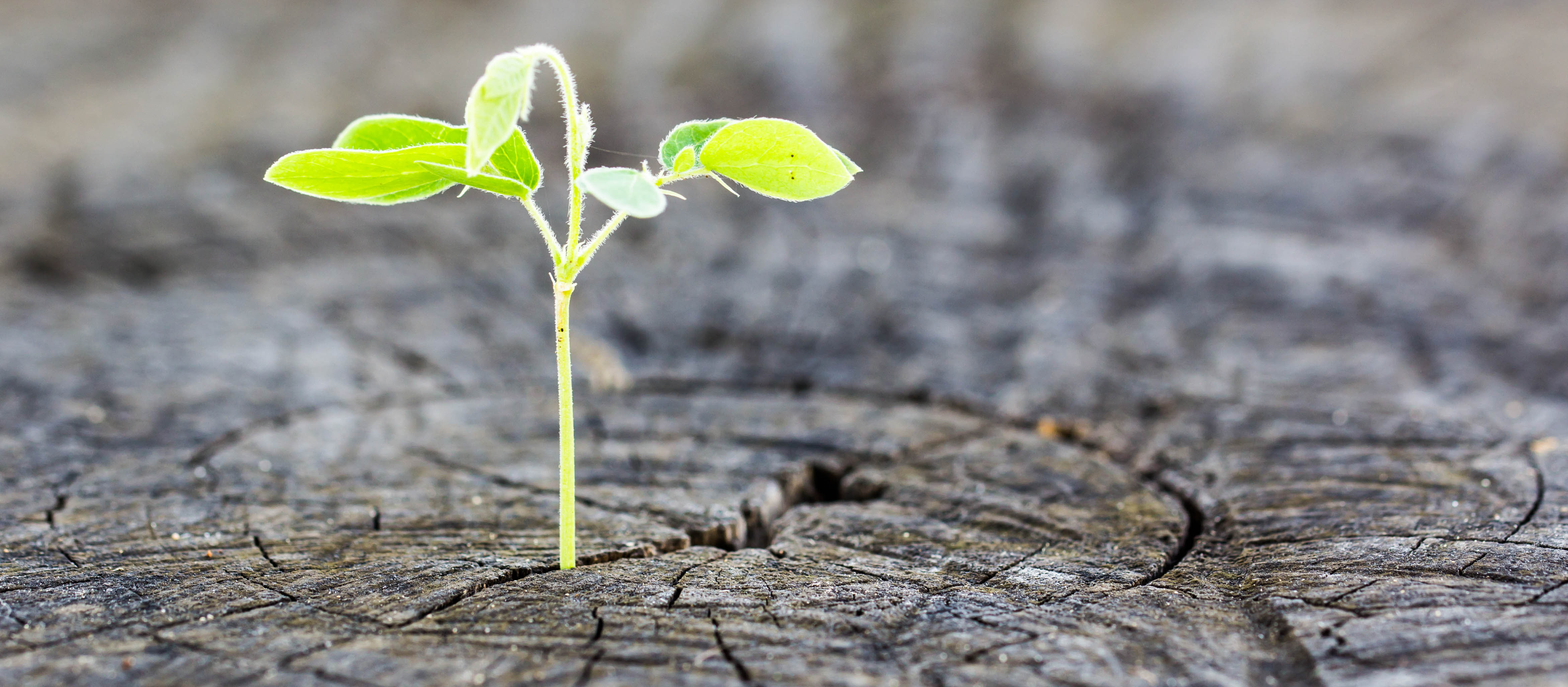 The concept of business growth .