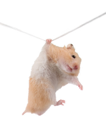 Hamster hangs on a rope isolated on a white background